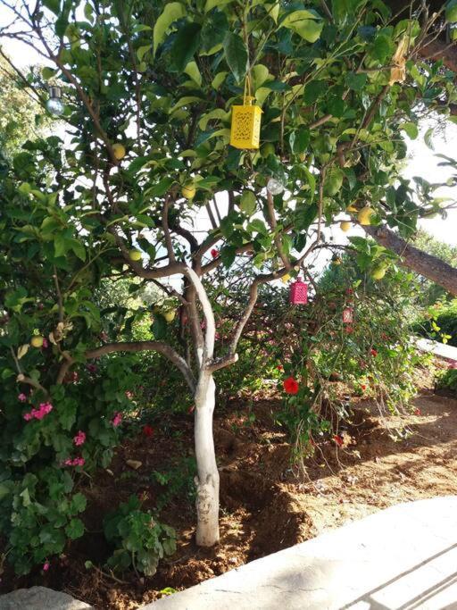 Grandpa Simos' Traditional Guest House Agios Romanos Exterior foto