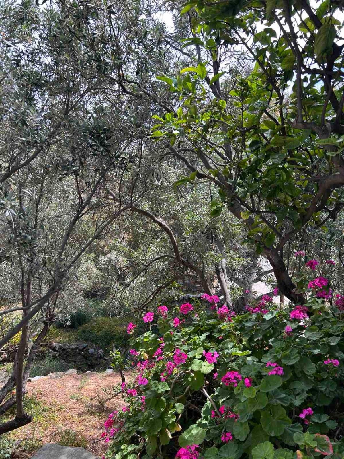 Grandpa Simos' Traditional Guest House Agios Romanos Exterior foto